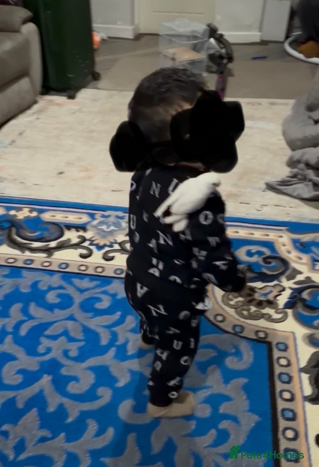 Lovebirds birds for sale: Baby lovebird - Advert 2