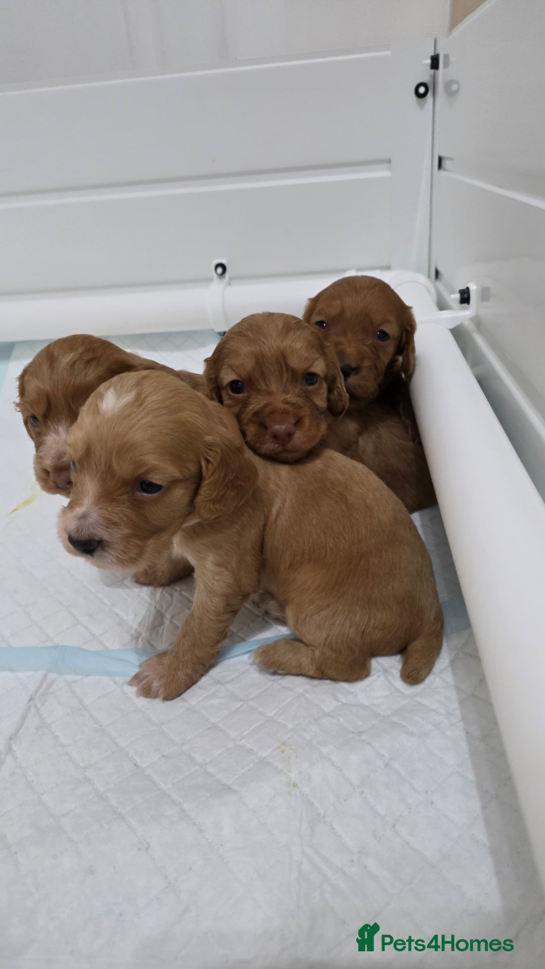 Cocker Spaniel dogs for sale: Working Cocker spaniel puppies - Advert 18