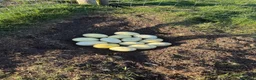 Emus poultry for sale: White & Grey Rhea Fertile Hatching Eggs in Leighton Buzzard - Advert 4