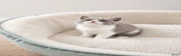 British Shorthair cats for sale: British Shorthair Kitten  in Waltham Abbey - Advert 5