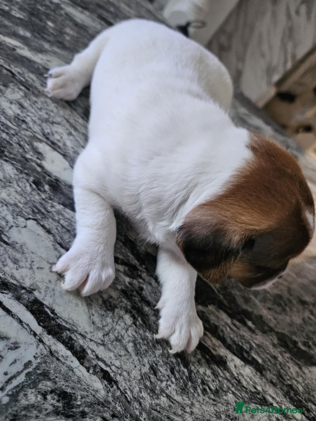 Jack Russell dogs for sale: Full pedigree jack russle pups  - Advert 4