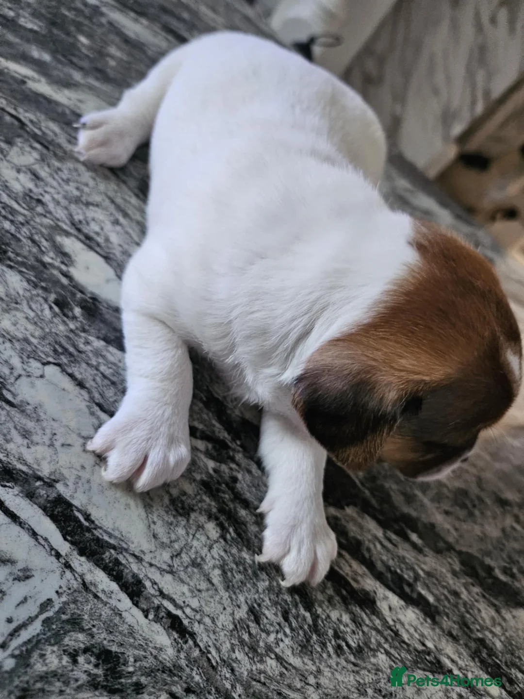 Jack Russell dogs for sale: Full pedigree jack russle pups  - Advert 4