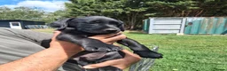 Labrador Retriever dogs for sale: Beautiful litter of puppies for sale - Advert 5