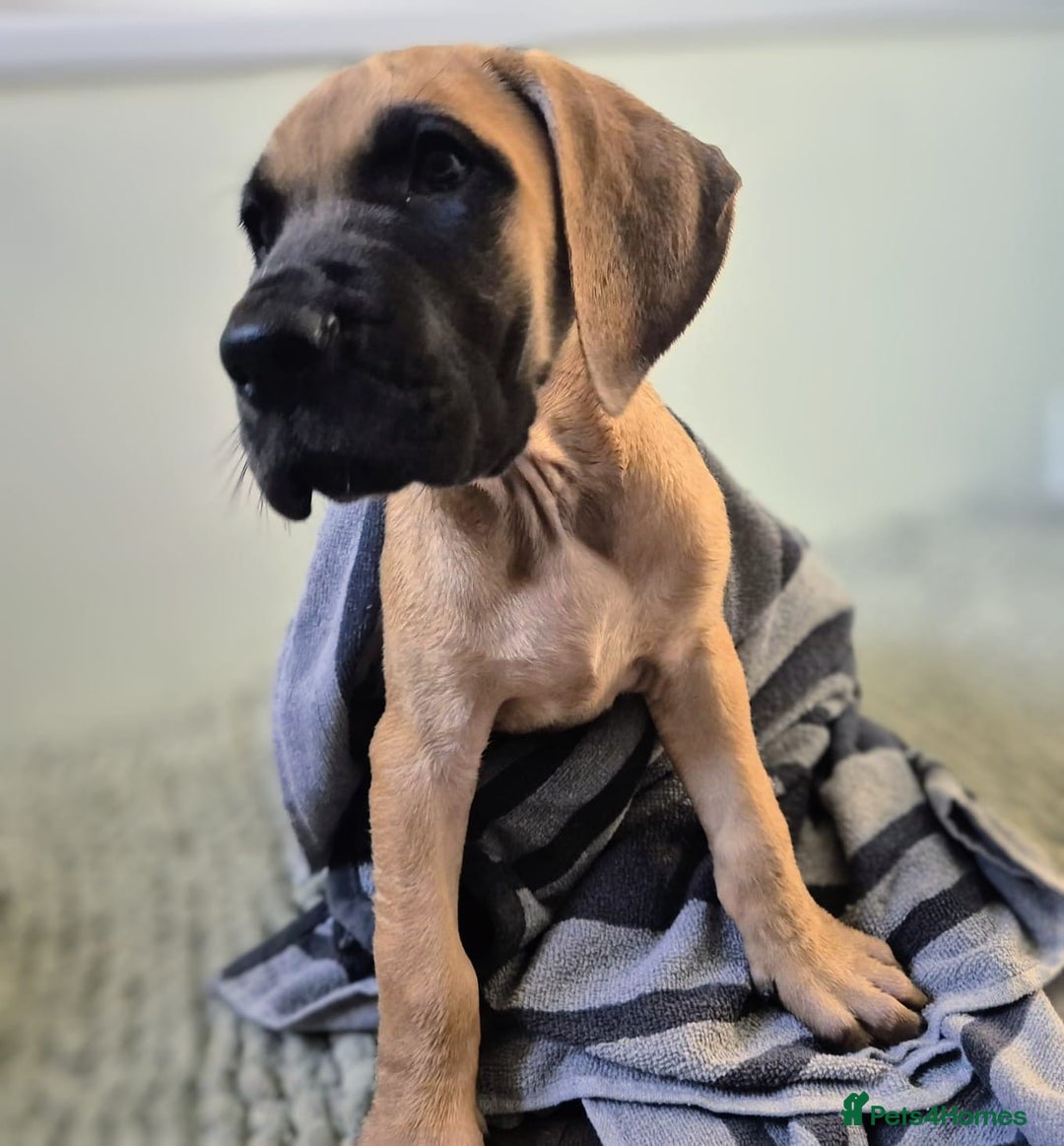 Great Dane dogs for sale: Sarhara & Atlanta are show quality Great Danes - Advert 14