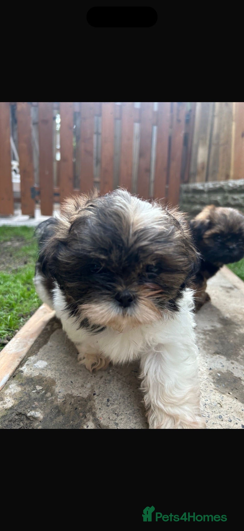 Shih Tzu dogs Shih Tzu Puppies - Advert 16