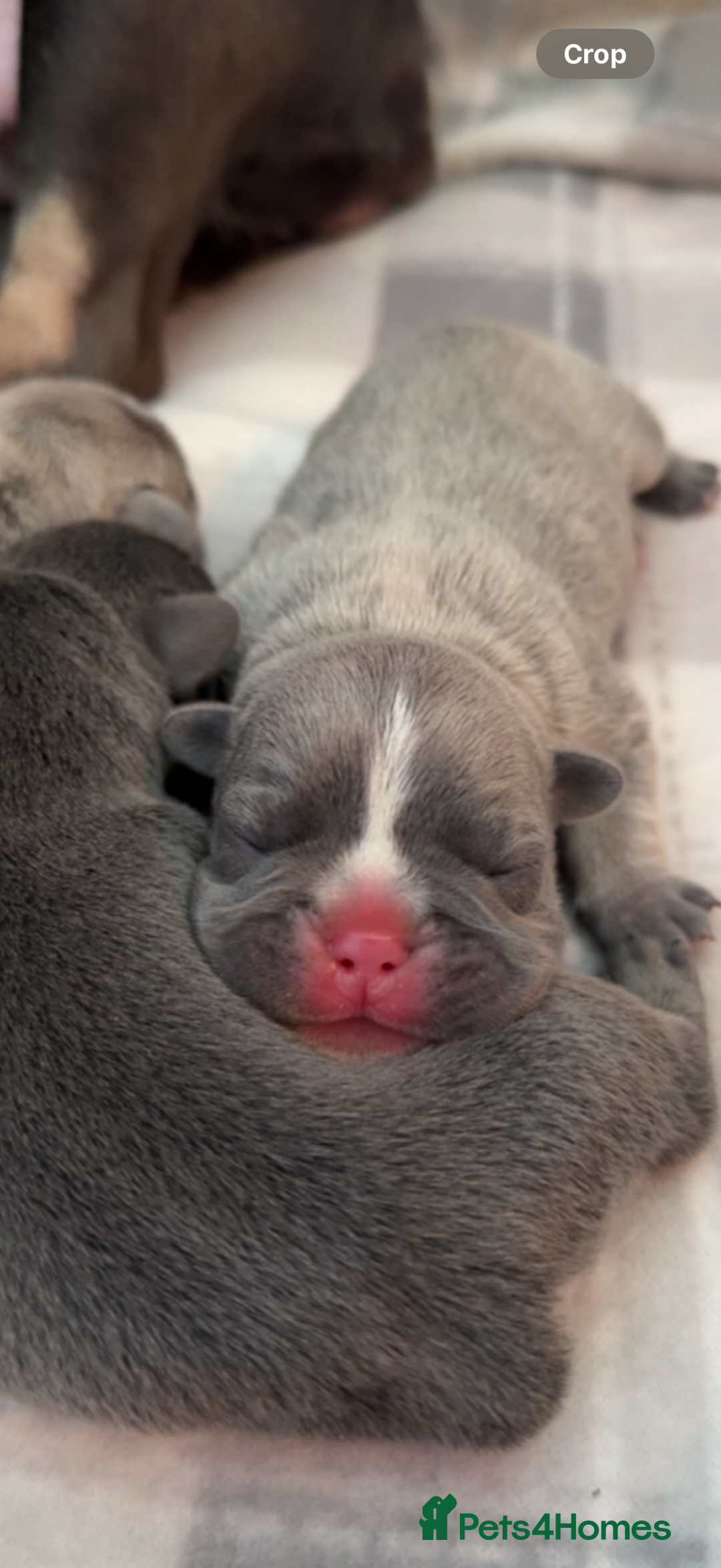 French Bulldog dogs for sale: French bull dog puppies - Advert 3