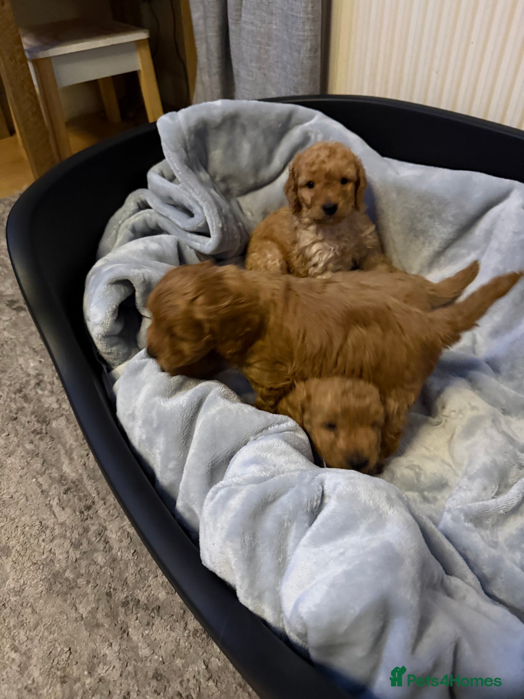 Cockapoo dogs for sale: Cockapoo Puppies For Sale  - Advert 9