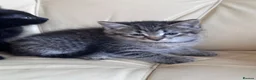 Mixed Breed cats for sale: Beautiful kittens  - Advert 5