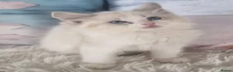 Ragdoll cats for sale: 💕Cute Champion line Ragdolls Kittens 💕 - Advert 4