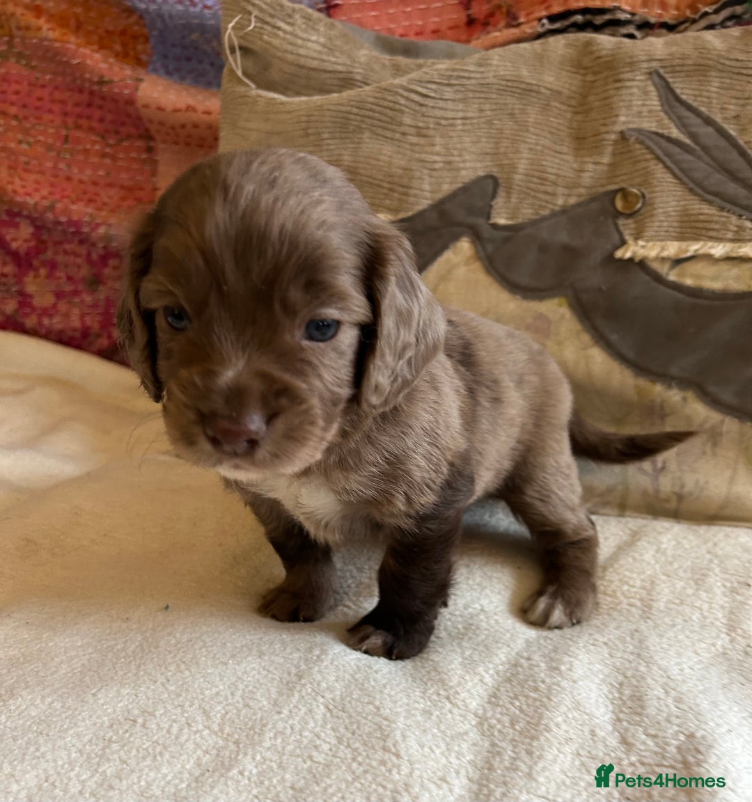 Cocker Spaniel dogs for sale: STUNNING WORKING COCKER SPANIEL PUPS - Advert 12