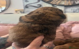 Miniature Dachshund dogs for sale: KC REG Long Hair Miniature Dachshund x 3 Red Boys - Image 3