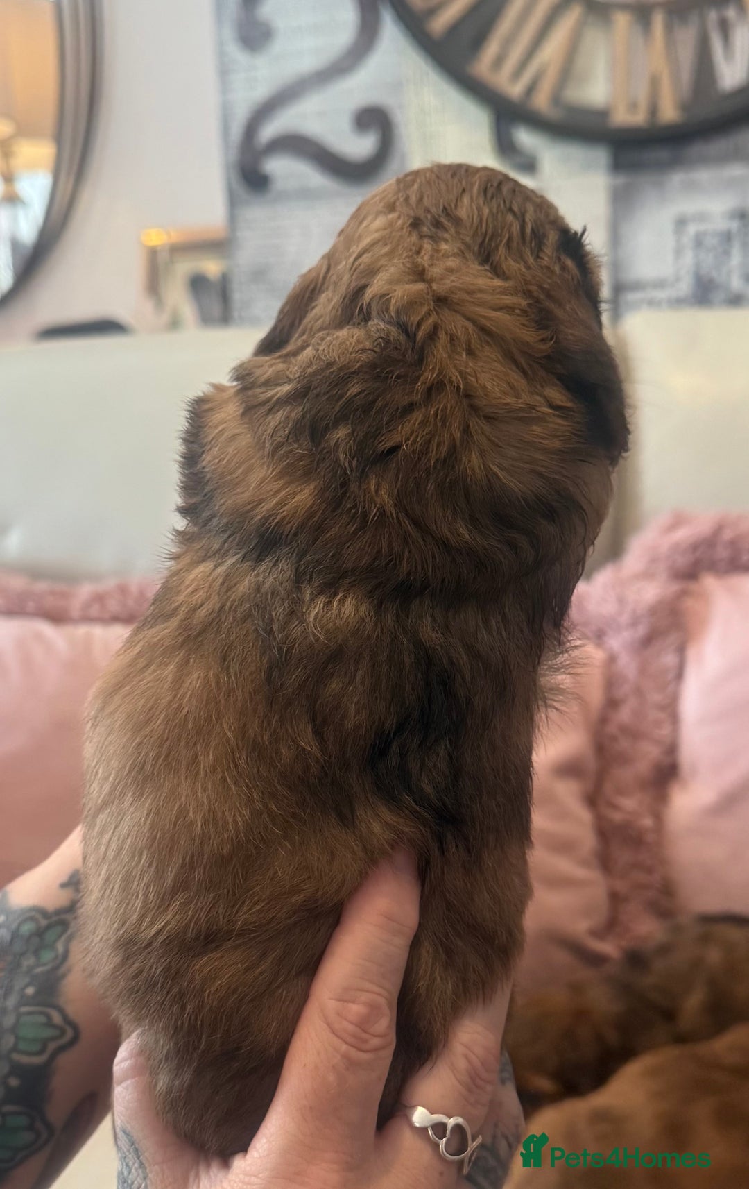 Miniature Dachshund dogs for sale: KC REG Long Hair Miniature Dachshund x 3 Red Boys - Image 3