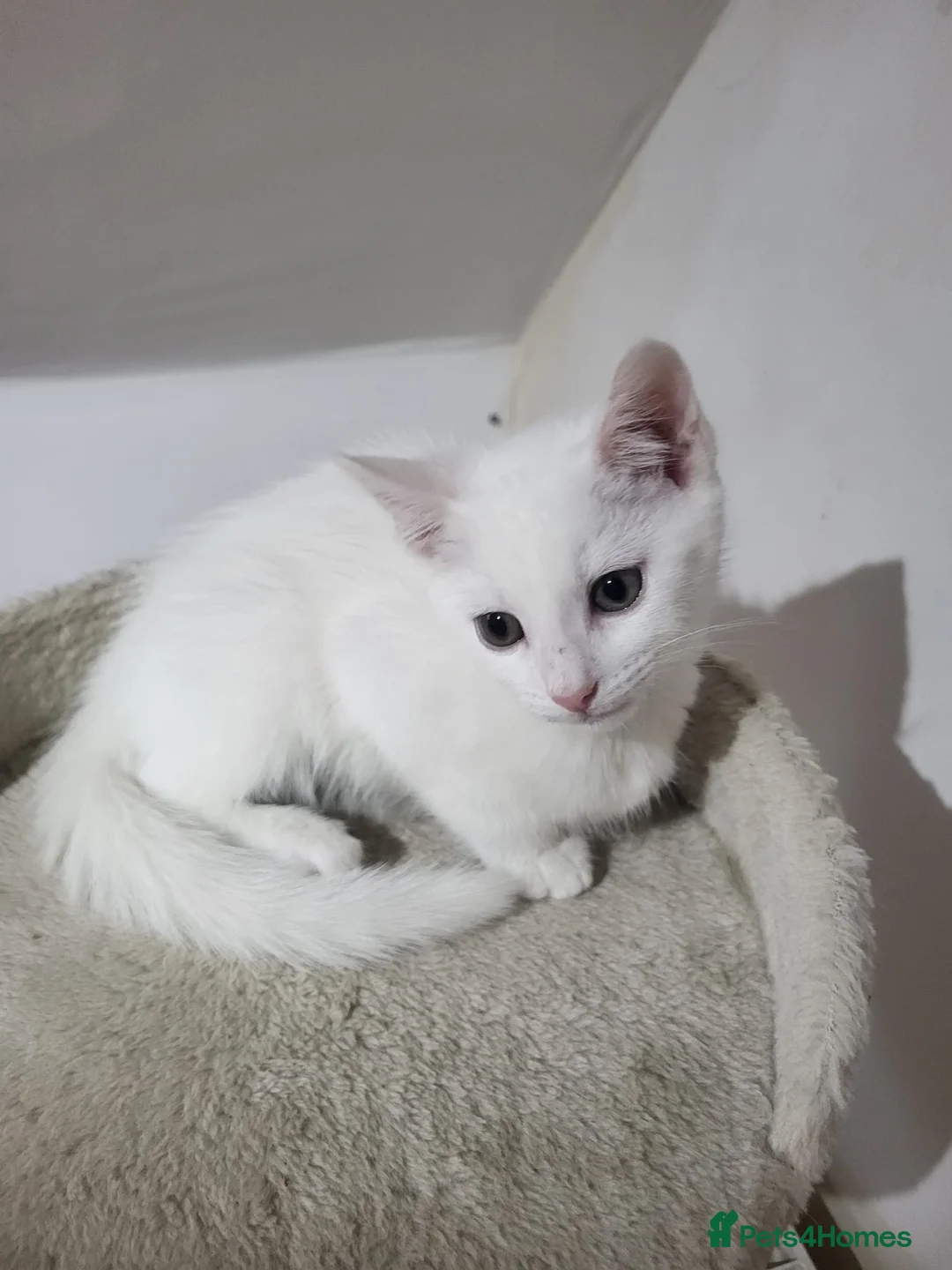 Turkish Angora cats for sale: Turkish angora kitten boy in Birmingham - Advert 2