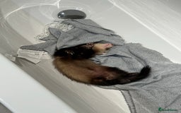 Ferret rodents for sale: Raccoon-coloured ferret girl - Image 2