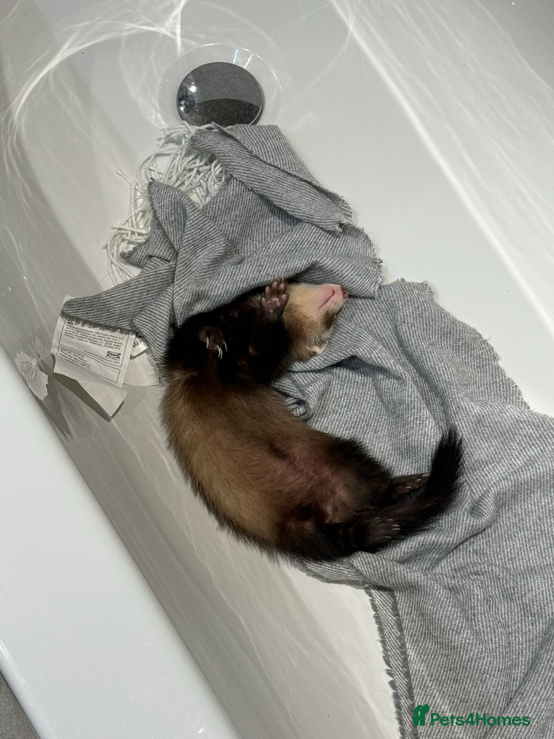 Ferret rodents for sale: Raccoon-coloured ferret girl - Image 2