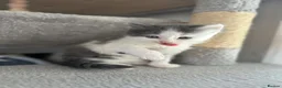 Mixed Breed cats for sale: 8 beautiful fluffy kittens 😻 - Advert 34