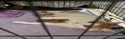 Mixed Breed cats for sale: 3 kittens looking for homes - Advert 1