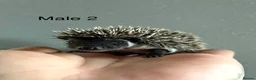 Pygmy Hedgehog rodents for sale: Gorgeous litter for Sale!  - Advert 24