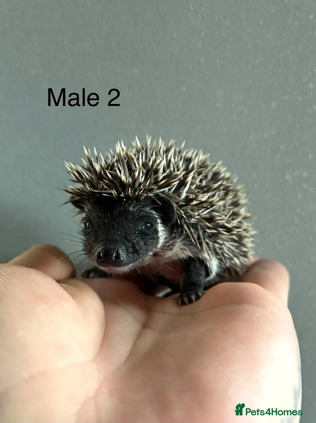 Pygmy Hedgehog rodents for sale: Gorgeous litter for Sale!  - Advert 24