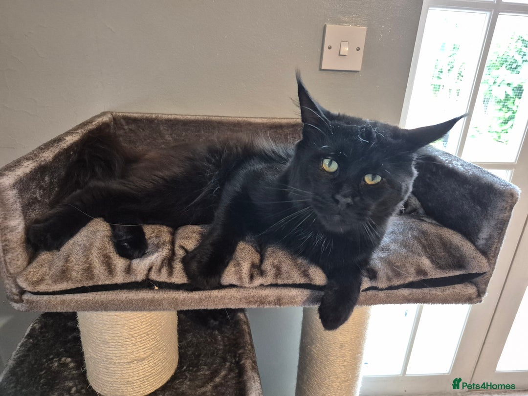 Maine Coon cats for sale: Maine Coon Active Stud - Image 2