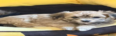 Havanese Puppy 5
