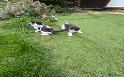 European cats for sale: Cat is looking for a new family  - Image 4