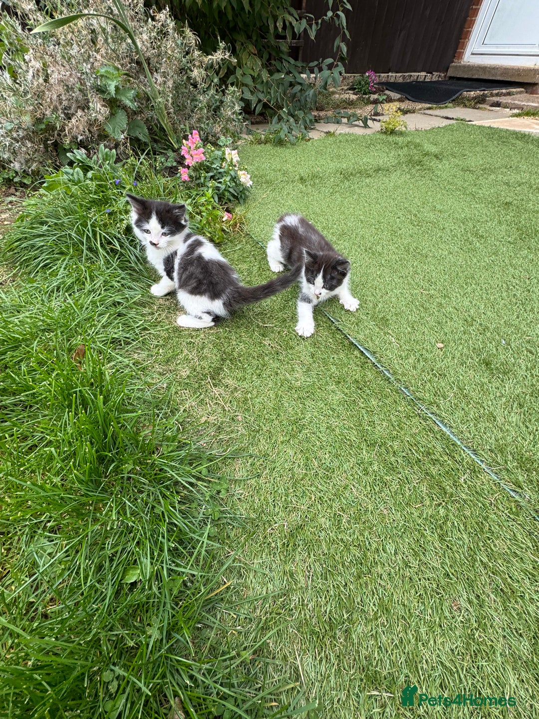 European cats for sale: Cat is looking for a new family  - Image 4