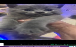 British Shorthair cats for sale: British Shorthair kittens  - Image 8