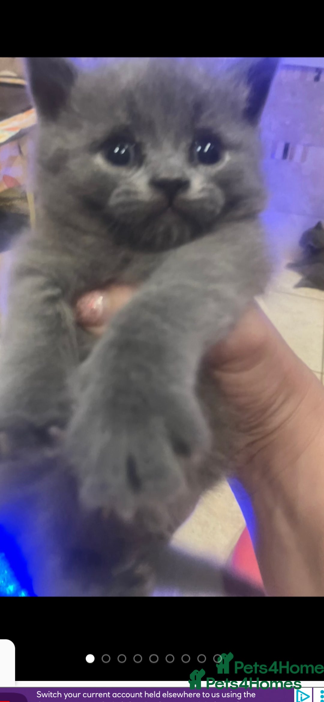 British Shorthair cats for sale: British Shorthair kittens  - Image 8