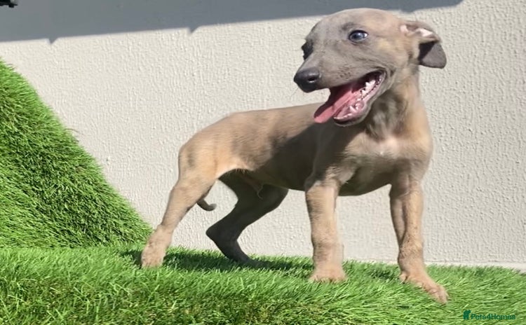 Whippet dogs - Advert 2