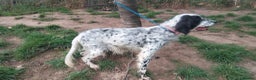 English Setter dogs for adoption: Mascotte - Advert 6