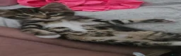 Mixed Breed cats for sale: Three playfull kittens looking for forever homes. - Advert 6