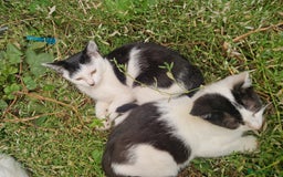 Domestic Shorthair cats for sale: 5 beautiful kittens looking for a good homes  - Image 8