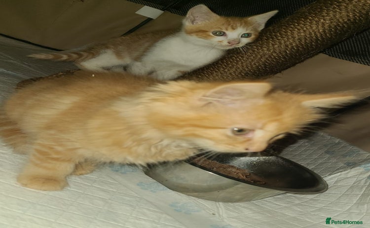 Mixed Breed cats - Advert 3