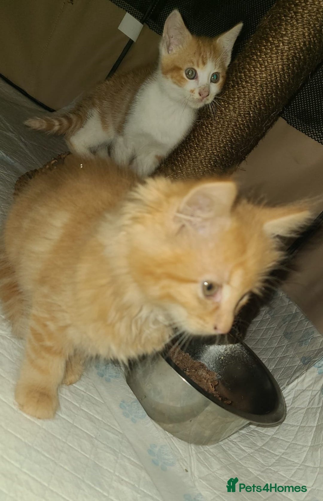 Mixed Breed cats for sale: 2 beautiful girl kittens - Image 1