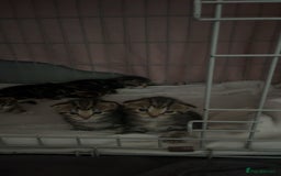 Domestic Shorthair cats for sale: tabby kittens for sale - Image 8