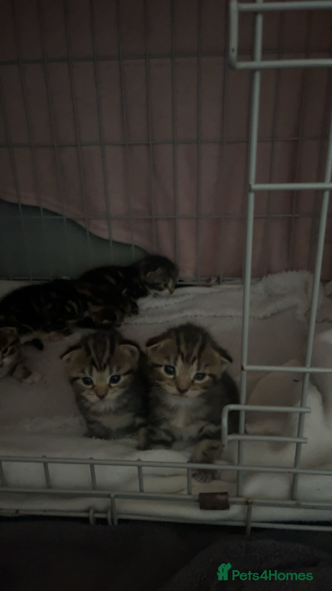Domestic Shorthair cats for sale: tabby kittens for sale - Image 8