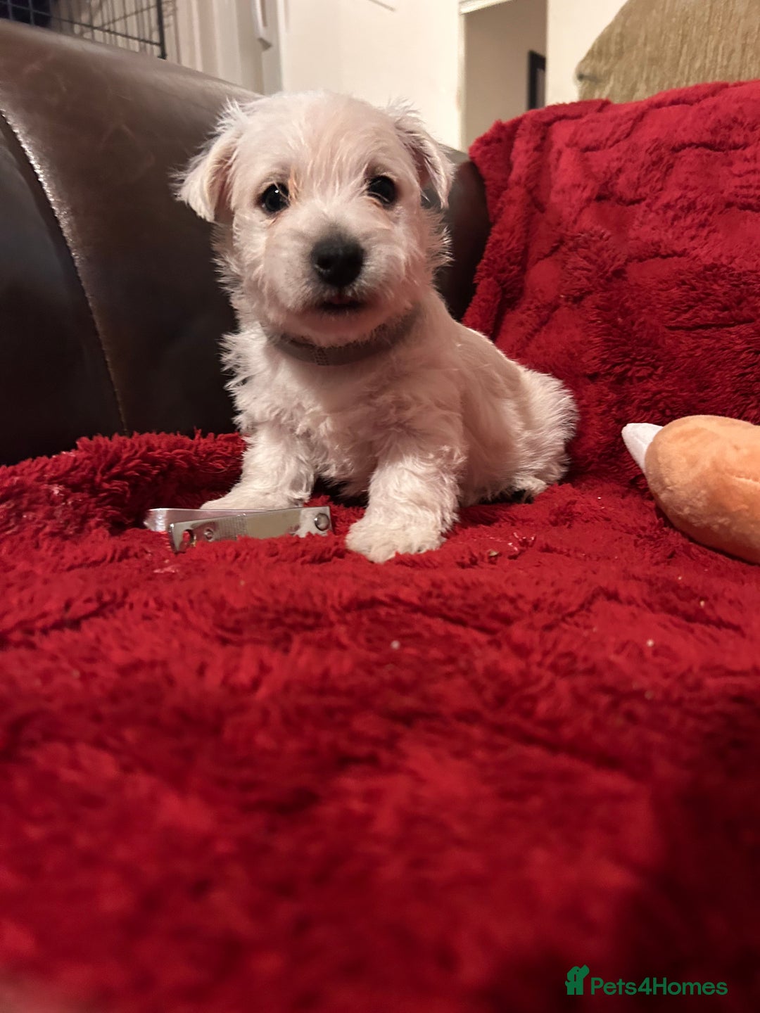 West Highland Terrier dogs for sale: West highland puppies - Advert 6