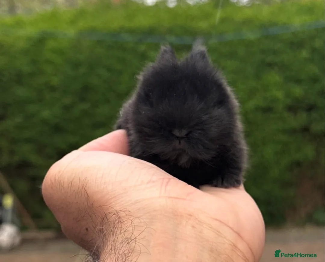 Netherland Dwarf rabbits for sale: 2 Netherland dwarf babies available  - Advert 2