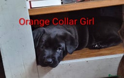 Mixed Breed dogs for sale: Ready to leave 3 Girls Left Shar-Pei x Chow pups  - Image 17