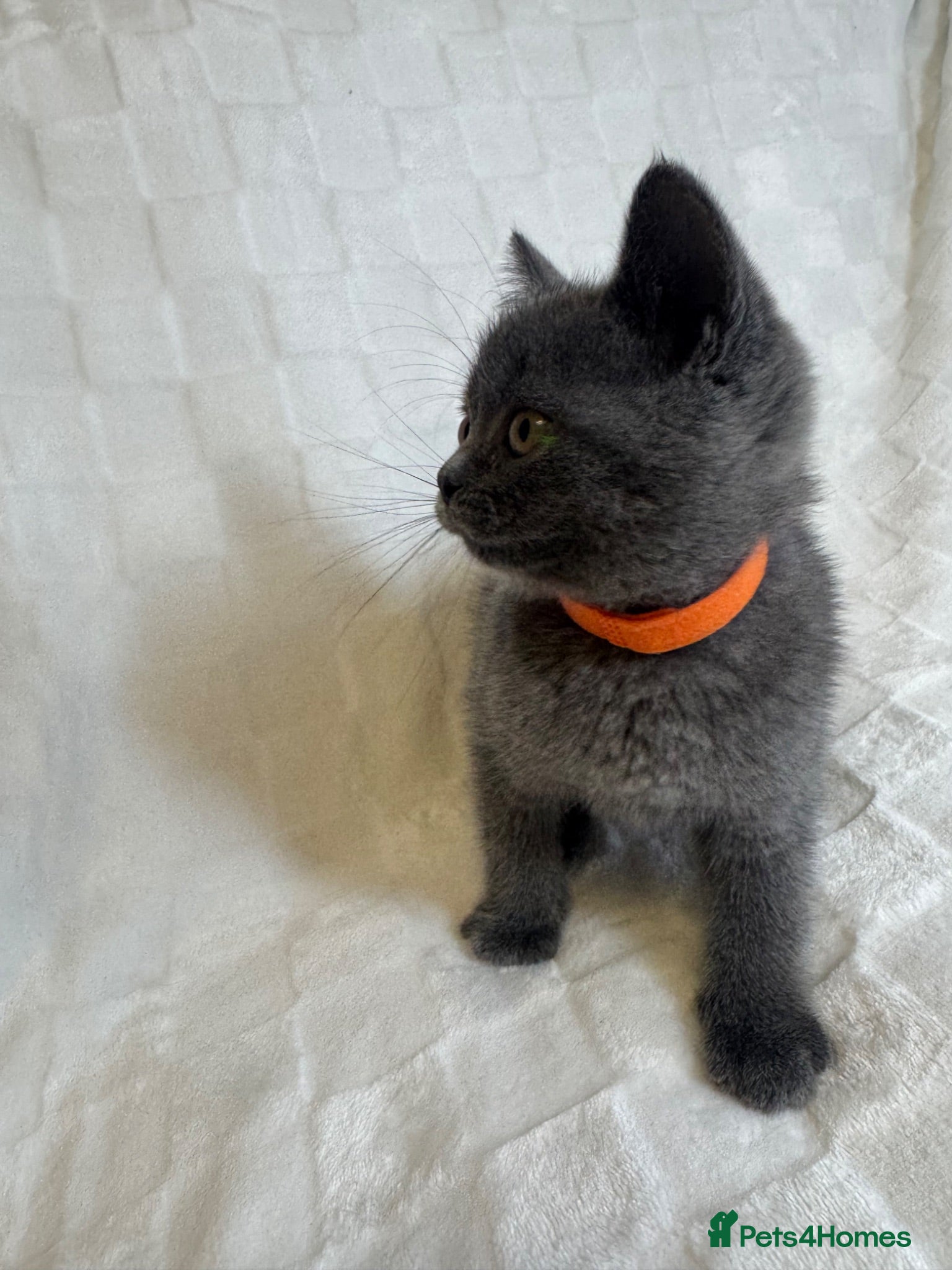 British Shorthair cats Beautiful British Shorthair Blue Kittens  - Advert 3