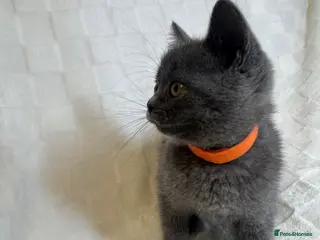 British Shorthair cats Beautiful British Shorthair Blue Kittens - Advert 3
