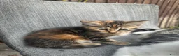 Mixed Breed cats for sale: Male kitten for sale  - Advert 3