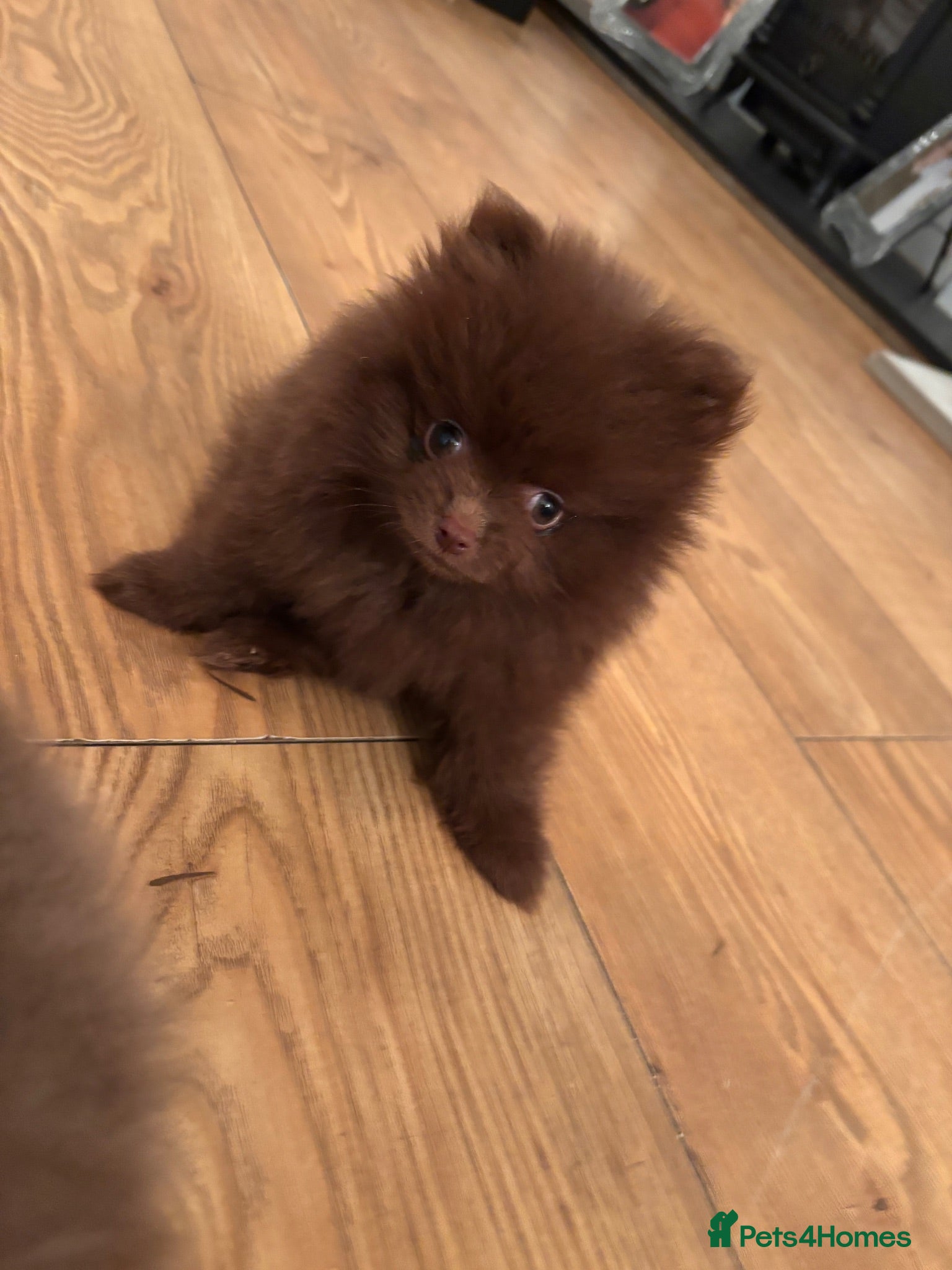 Pomeranian dogs Champion bloodlines Pomeranian  - Advert 2