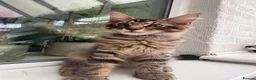 Maine Coon cats for sale: Maine Coon kittens 2 boys left 😊 - Advert 4