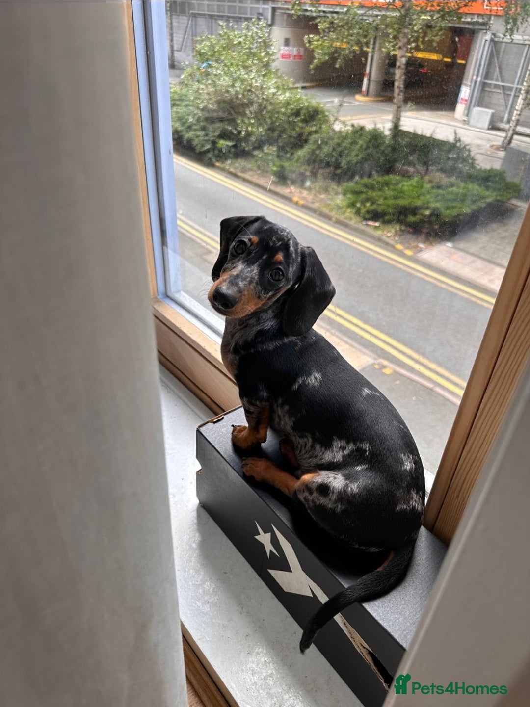 Miniature Dachshund dogs for stud: Gentleman Doggo - Image 4