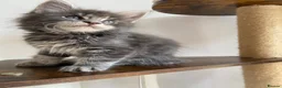 Maine Coon cats for sale: GCCF ACTIVE BLUE SMOKE TABBY MAINE COON BOY  - Advert 2