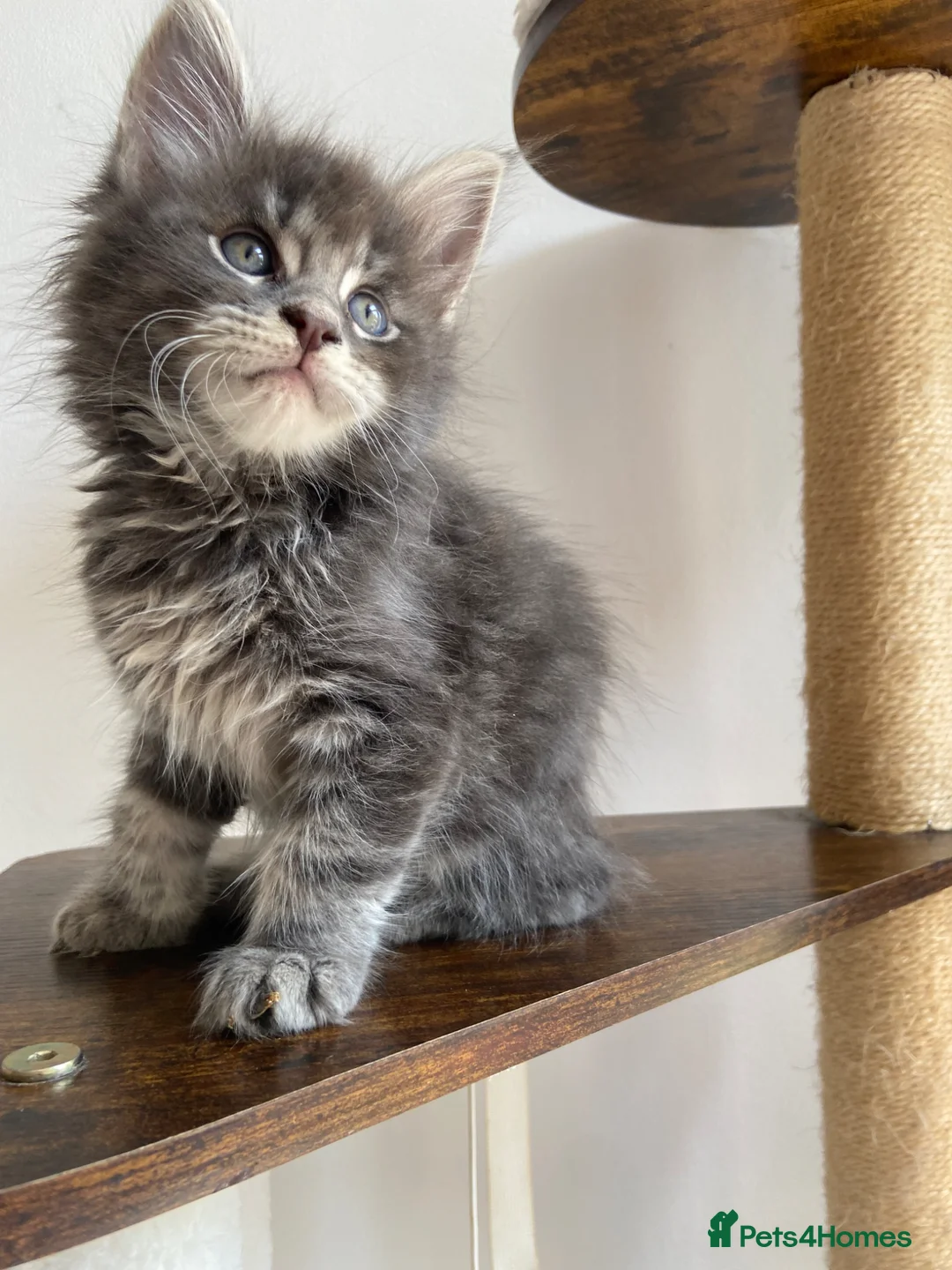 Maine Coon cats for sale: GCCF ACTIVE BLUE SMOKE TABBY MAINE COON BOY  - Advert 2