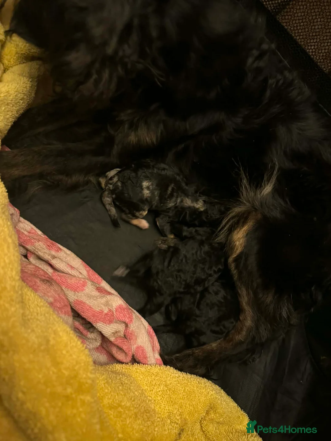 Cavapoo dogs for sale: F1b toy cavapoos - Advert 11