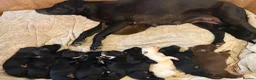 Borador dogs for sale: Stunning Lab x Collie, cream, black & chocolate! in Llandrindod Wells - Advert 1